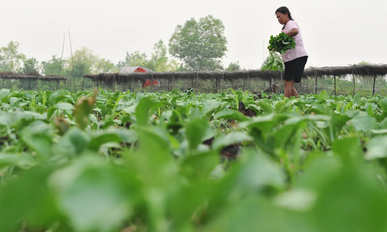 Petani Simalungun Keluhkan Tak Pernah Terima Bantuan Bibit dari Pemerintah
